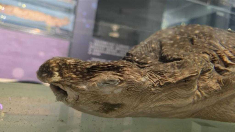 海科館典藏多件鯊魚標本,因神同步「厭世臉」掀起討論,吸引不少民眾想朝聖打卡。(圖/國立海洋科技博物館提供)