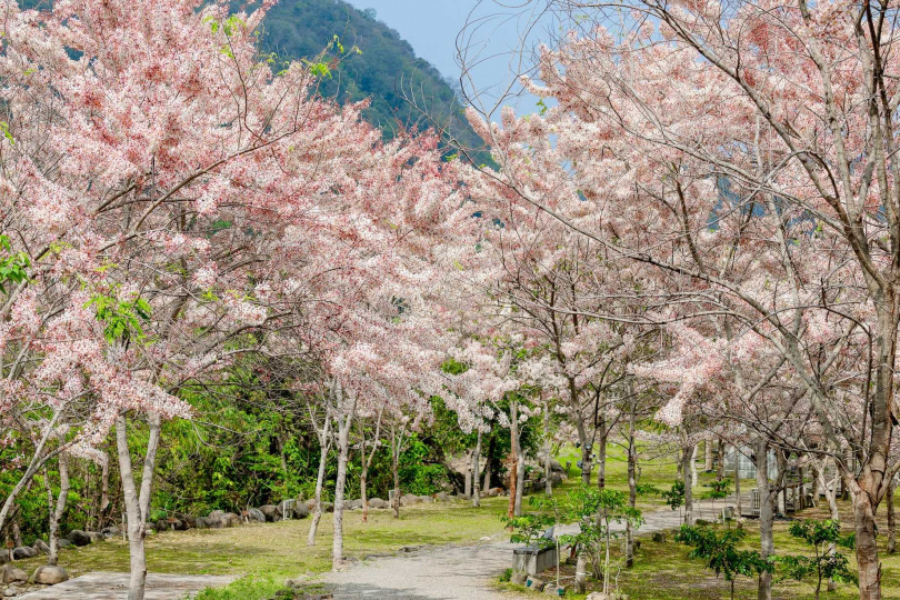 此時正逢花旗木花季,造訪東高雄九區有機會感受粉色浪漫。(圖/高雄市政府觀光局提供)
