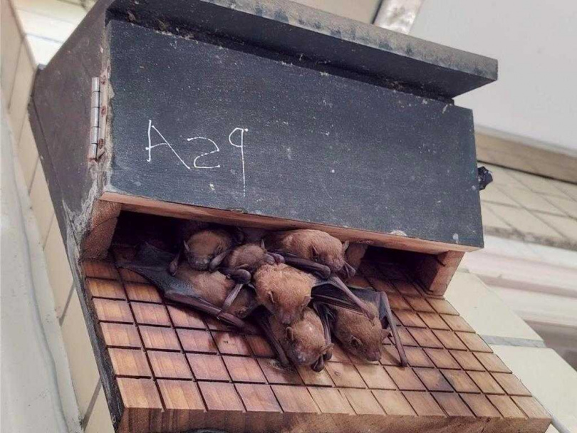 雲林縣水林鄉黃金蝙蝠生態館因應光害與風能威脅蝙蝠生態,邀德國學者Dr. Christian C. Voigt來台進行2場座談會,為台灣蝙蝠把脈請命。(圖/翻攝畫面)