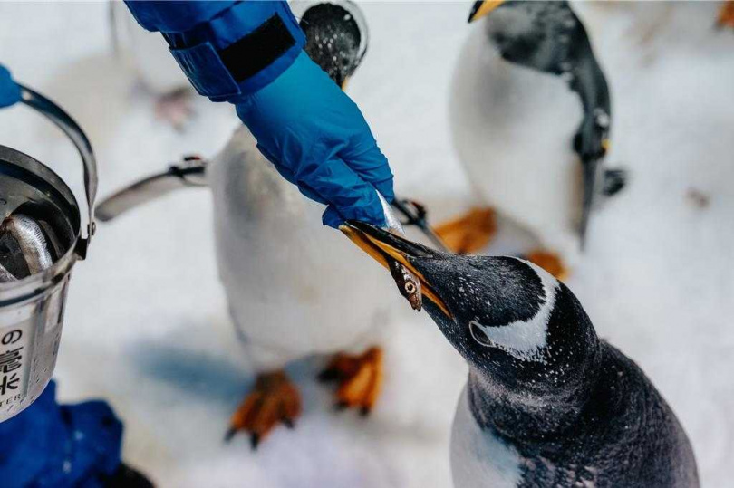 「我與企鵝的0.1毫米」可以親手餵食企鵝。(圖/海生館提供)