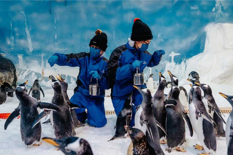 「我與企鵝的0.1毫米」感受踏進極地區被企鵝簇擁的體驗。(圖/海生館提供)