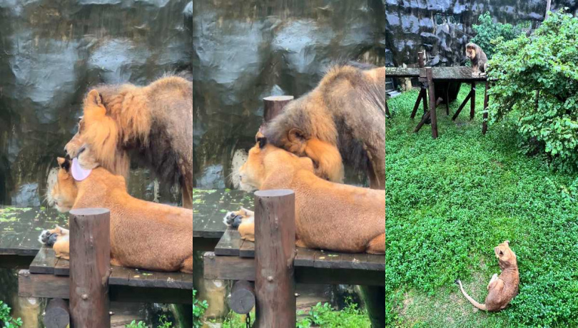 「小辛」與「小乖」在淋雨前甜蜜理毛。(圖/壽山動物園)