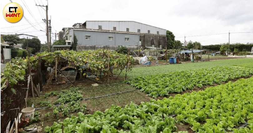 社子島因開發角力不斷，目前保留台北市罕見的大面積舊式街廓景觀，甚至可見菜園錯落社區間。（圖／方萬民攝）