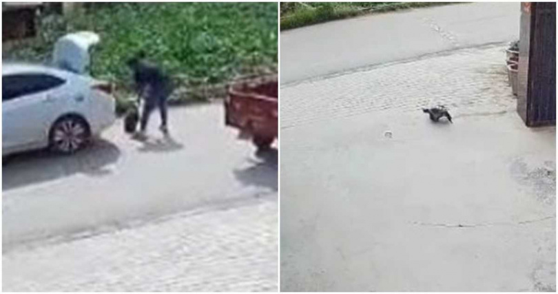 女子養30多年的鱷龜被人抱走。（圖／翻攝畫面）