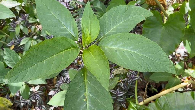 林姓女子稱所採集生食的「南非葉」野菜。（圖／台東縣衛生局提供）