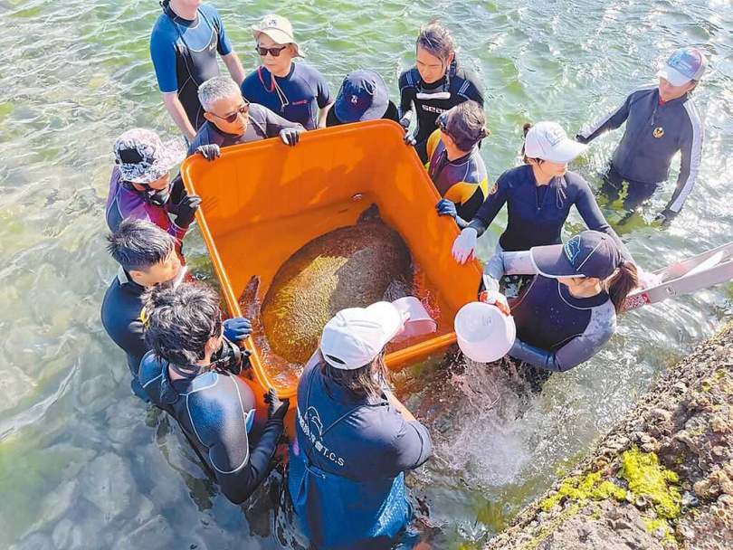 &nbsp; 聯合救援小組順利完成綠蠵龜救援任務。（圖／新北市動保處提供／中國時報王揚傑新北傳真）
