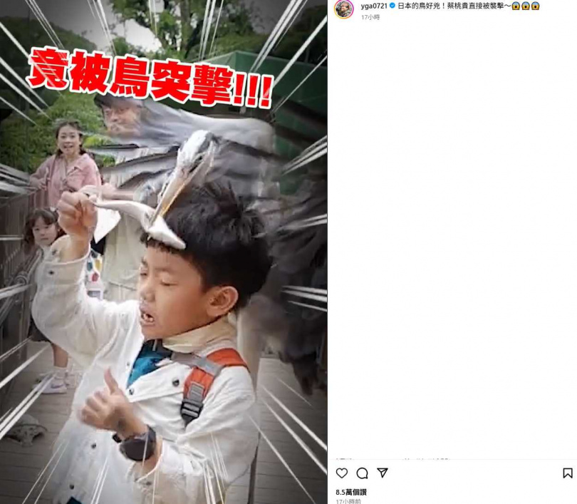 蔡桃貴餵海豹時遭鳥突襲，整段過程全被拍下。（圖／翻攝自Instagram／yga0721）