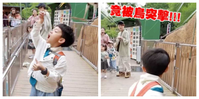 蔡桃貴餵海豹時遭鳥突襲，整段過程全被拍下。（圖／翻攝自Instagram／yga0721）