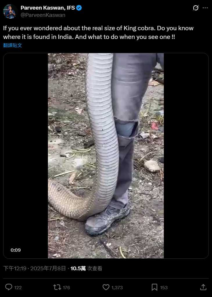 蛇身粗壯蜿蜒，男子不慌不忙抓住畫面震撼。（圖／翻攝自X@ParveenKaswan）