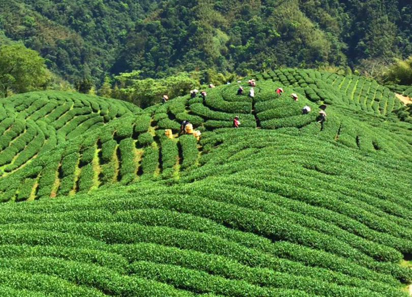 南投竹山經常作為觀光海報的八卦茶園。(圖/吳德亮攝影)