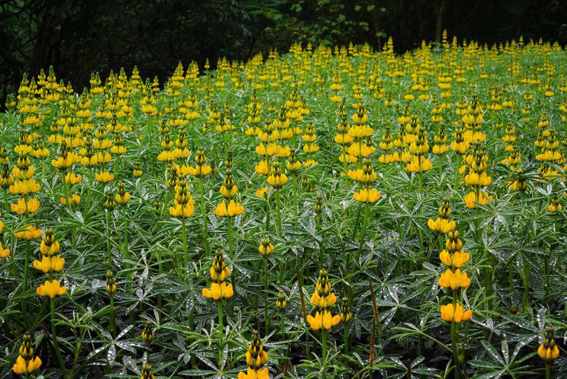 與木柵鐵觀音茶樹相互輝映的魯冰花。(圖/吳德亮攝影)