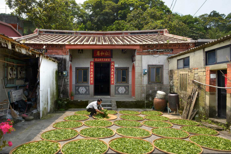 台北貓空三合院前做日光萎凋的木柵正欉鐵觀音。(圖/吳德亮攝影)