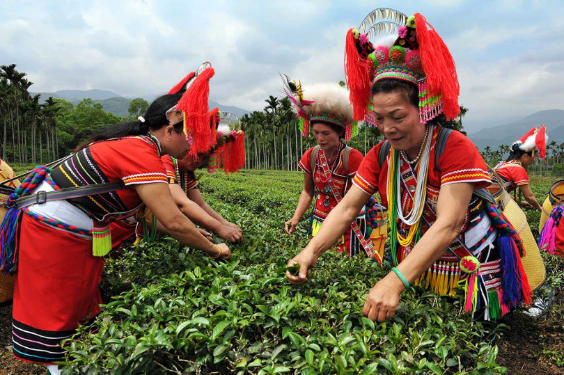 花蓮縣阿美族婦女在瑞穗舞鶴茶區採摘春茶。(圖/吳德亮攝影)