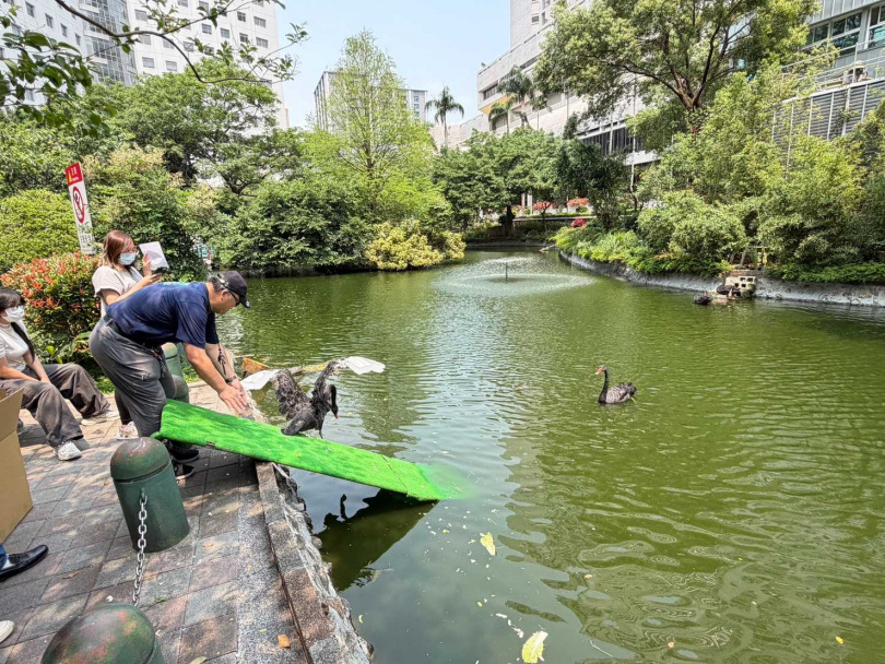 臺北榮民總醫院忘憂湖畔近日迎來新成員，1隻名為「武陵」的母黑天鵝正式加入。（圖／翻攝自臉書，臺北榮民總醫院）