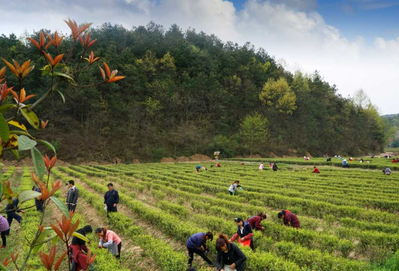 江淮地區採六安春茶的盛況。（圖／吳德亮攝影）