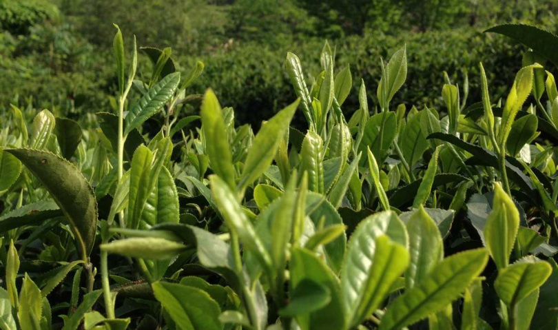 碧榕茶業有機茶栽種的六安瓜片茶園。（圖／吳德亮攝影）
