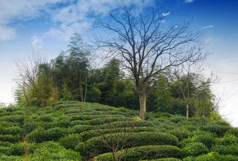 以霍山黃芽聞名的霍山縣隨處可見茶園。（圖／吳德亮攝影）