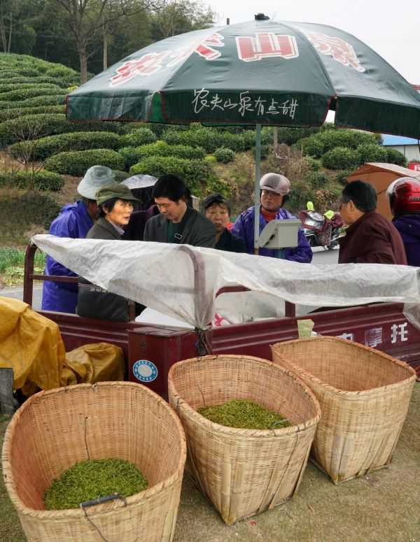 霍山茶商驛站廣場上擠滿來此交易的茶農與茶販當街磅秤買賣。（圖／吳德亮攝影）