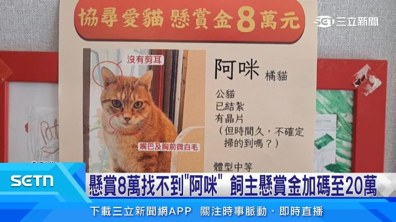 飼主在找尋期間印了超過兩萬張協尋單。