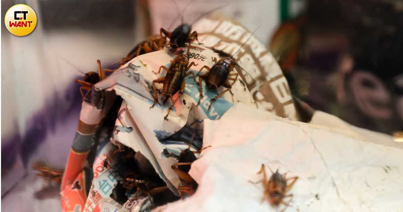 配合黑夜守宮食性，蹦闆買來餵食守宮的蟋蟀常趁開箱時逃脫出箱子。（圖／侯世駿攝）