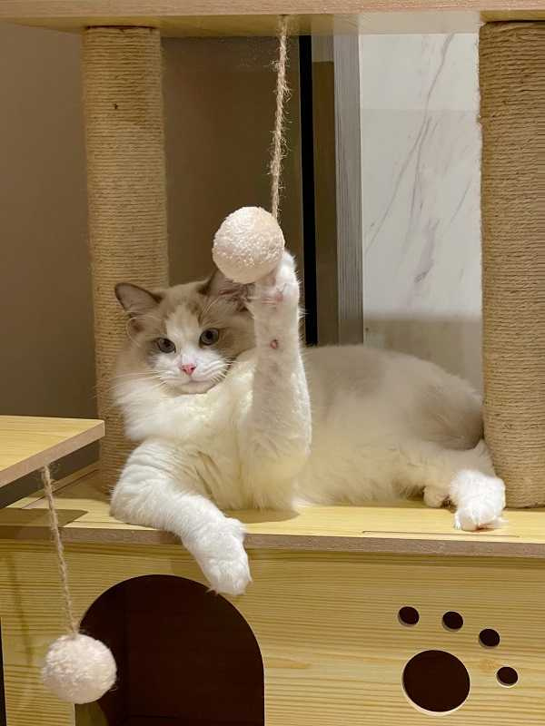 Lala表示Lucy是家裡的「里長婆」,既不怕生也不怕陌生人。(圖/蘇心甯提供)