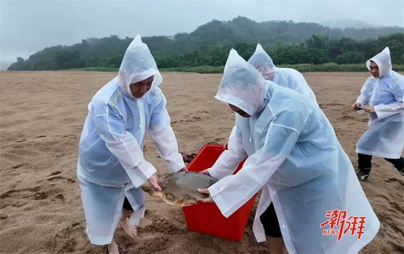 工作人員合力將「韓江黿」送至自然保護區進行放生。（圖／翻攝自潮州日報）