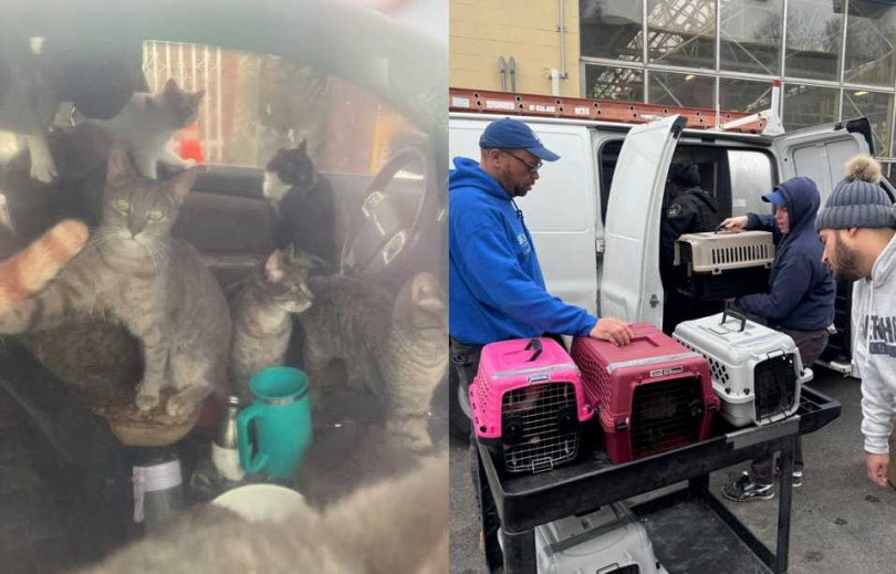 在警方緊急救援下，29隻貓咪被送往救治，除了其中1隻黑貓情況危機，其餘健康無虞。（圖／翻攝自臉書／PennsylvaniaSPCA）
