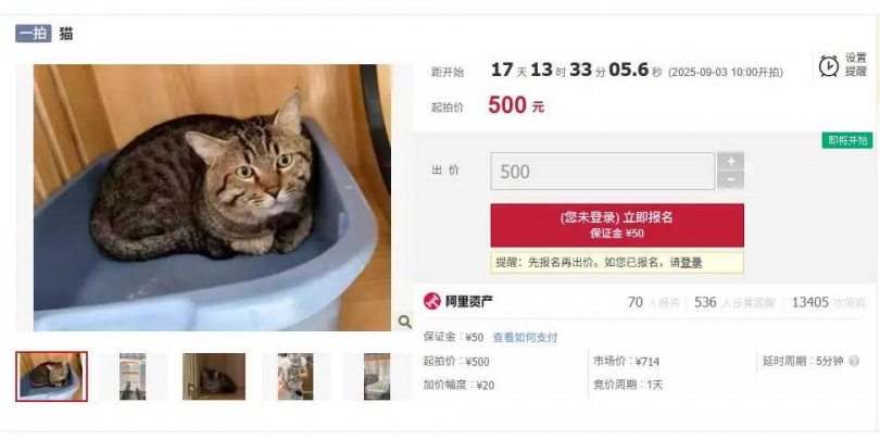 3歲狸花貓因主人捲入金融糾紛，遭法院查封並進行公開拍賣。（圖／翻攝自搜狐網）