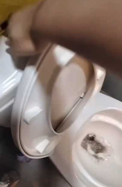 女子把10隻小倉鼠「丟馬桶沖掉」。(圖/翻攝自Threads@taifang0516)