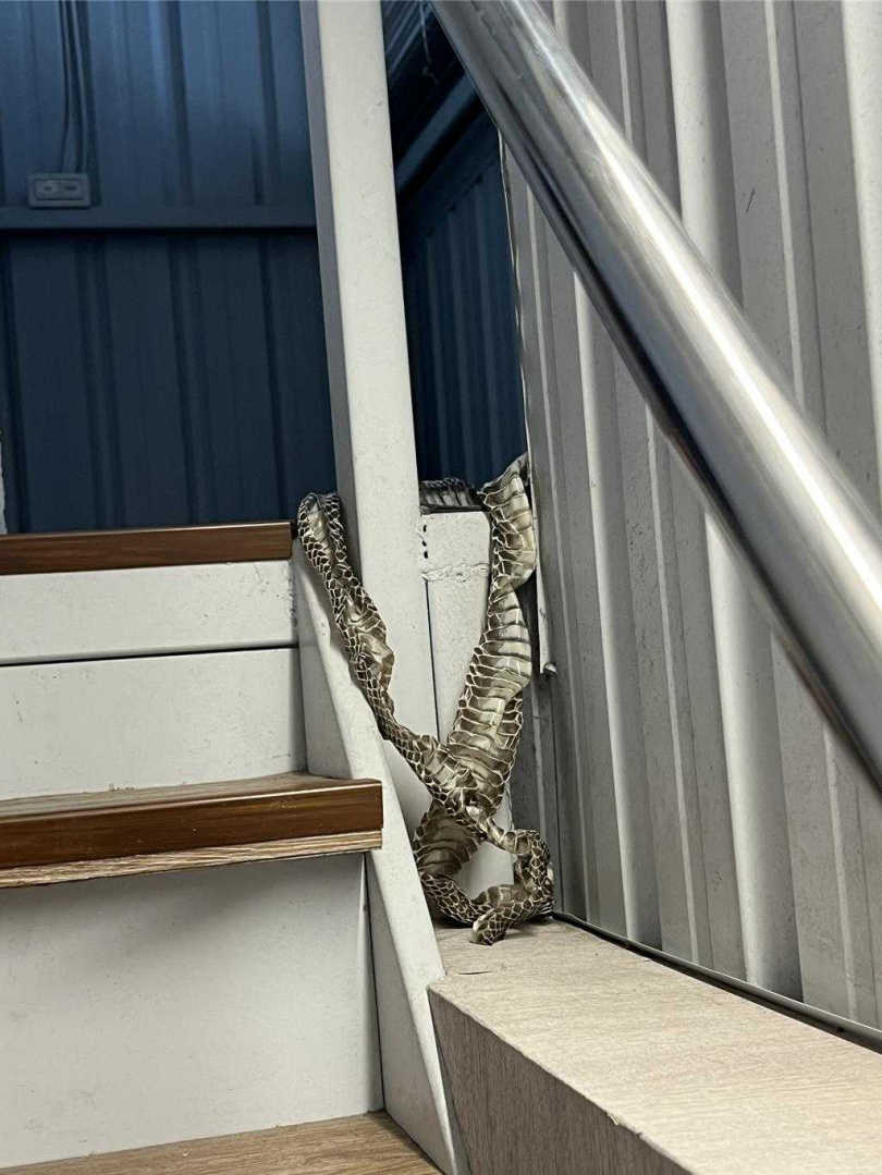 宜蘭囝仔活動企劃有限公司今(17日)早出現驚悚場面,負責人蘇宏明走上二樓樓梯時,竟在角落發現一條至少160公分長、還帶點濕潤光澤的巨大蛇皮。(圖/宜蘭囝仔活動企劃有限公司提供)