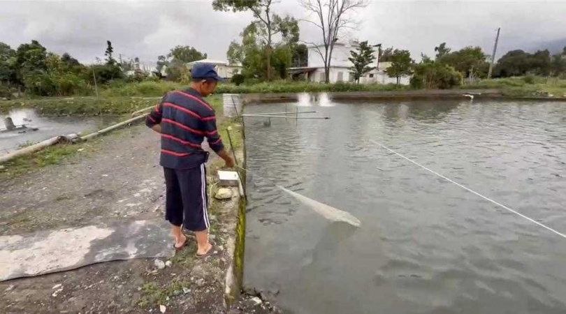 花蓮縣1家鱸魚養殖戶原訂7日出口到美國的2萬斤鱸魚，因32％關稅被通知暫緩出貨，所幸美方9日突宣布暫停對等關稅90天，期間只徵收10％關稅，訂單又恢復正常，讓他鬆一口氣。（花蓮縣政府提供／羅亦晽花蓮傳真）