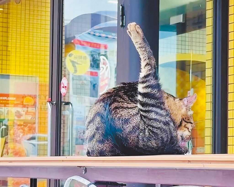 台東金崙村便利商店店貓親人,許多遊客搶拍。(圖/中國時報蔡旻妤攝)