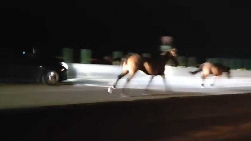 台61線西濱驚見「2匹馬狂奔」。(圖/翻攝自臉書後龍大小事)