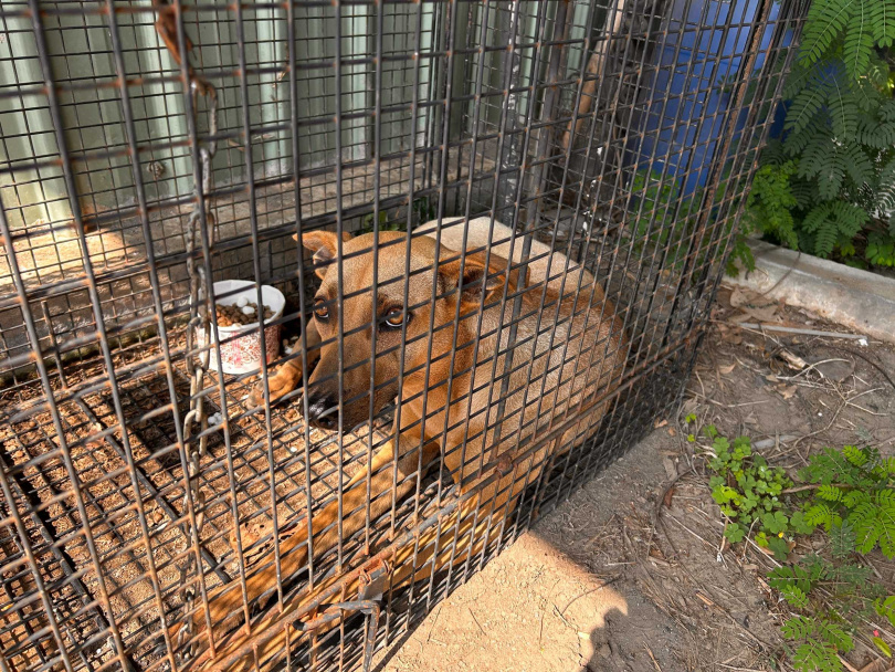 工作人員剛準備放下補籠時，小狗竟悠哉在四周閒晃，彷彿在巡視地盤，誘捕籠才剛設置完畢，便自行鑽進去。（圖／台中市政府環保局提供）