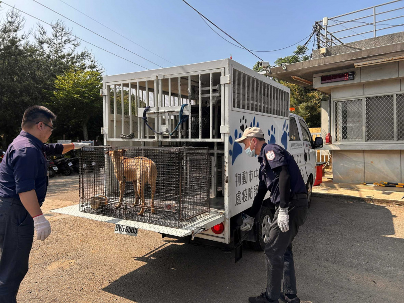 目前該犬已由動保處帶回安置。（圖／台中市政府環保局提供）