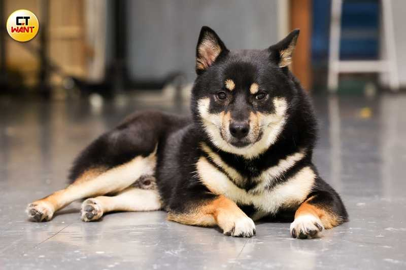 原本反對韓晨養狗的父母，不僅改變想法，現在更成為ODDY的主要照顧者。（圖／林士傑攝）