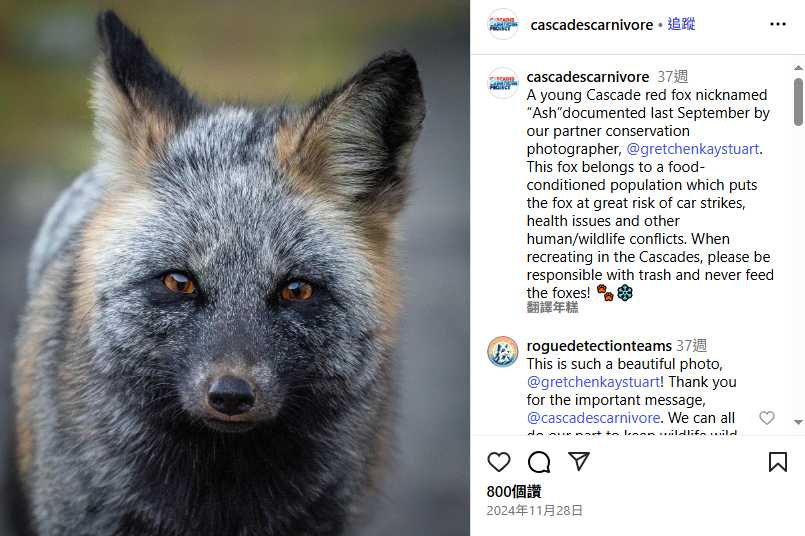 非營利組織『Cascades Carnivore Project』呼籲民眾避免接近或餵食，確保赤狐安全。（圖／擷取自IG，cascadescarnivore）