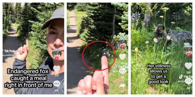 野生動物攝影師柏克在雷尼爾山健行時，多次與稀有的喀斯喀特赤狐相遇。（圖／擷取自Tik Tok，raychelhikes）