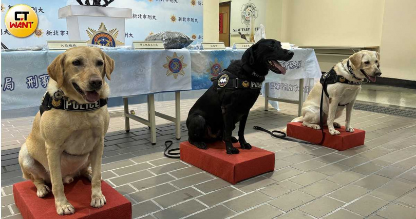 緝毒犬在查緝行動中扮演重要角色,不放過任何一個角落。(圖/沈建邦攝)