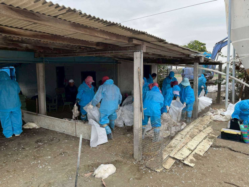 遭棄置於口湖鄉魚塭旁的死鵝屍體腐敗惡臭,防疫人員追查確認為確診禽流感個案場飼養。(圖/縣府提供)