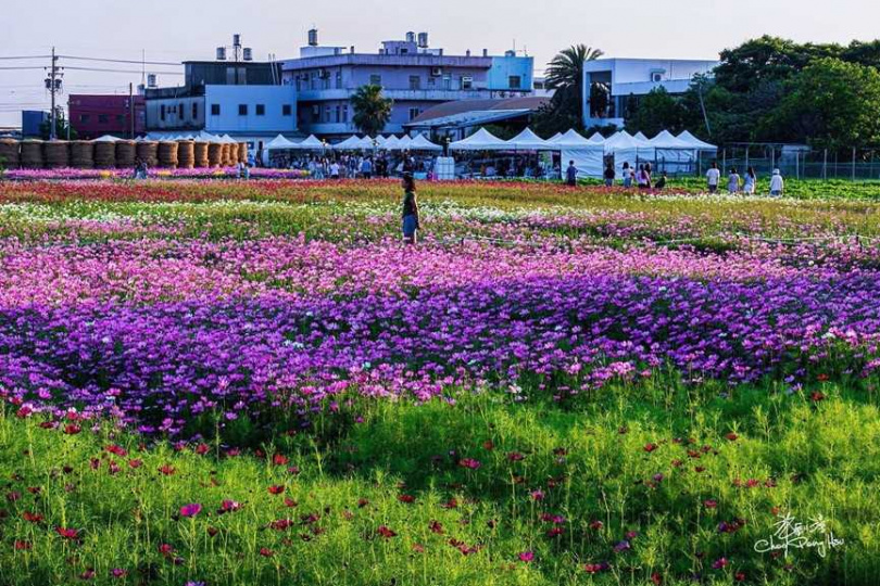 攝影工作者許釗滂為竹北「陌上花開」紀錄吉光片羽的感動。（圖／翻攝自竹北市公所媒體群組）