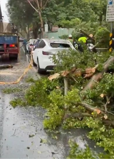 現場多輛汽車慘遭路樹壓毀。(圖/警方提供)