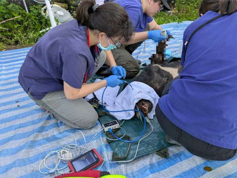 卓溪黑熊受困陷阱，民眾通報，順利獲救。（圖／林保署提供）