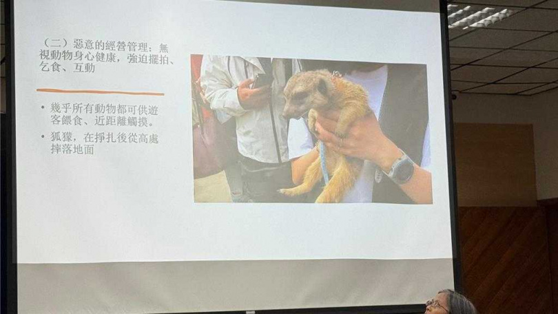 狐獴遭遊客輪抱摔傷。（圖／中國時報柯宗緯攝）