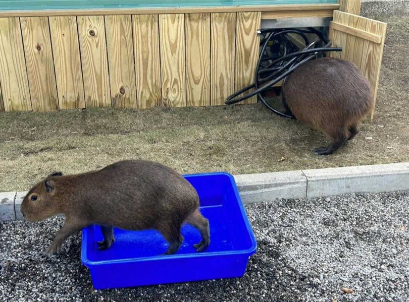 水管纏繞水豚。（圖／動保團體）