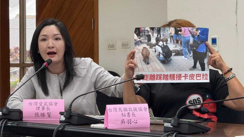 水豚疑遭遊客踩踏、騷擾，無處可躲。（圖／中國時報柯宗緯攝）