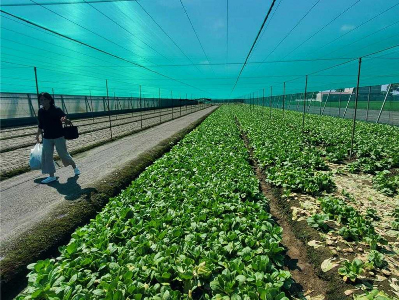 大多數採菜的客人都很有禮貌，採滿一袋就走，不貪多，還會向菜農道謝。（圖／中國時報周麗蘭攝）