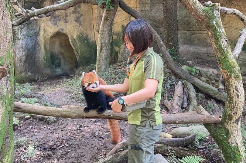 園方表示，進一步檢查發現「可頌」胸腔內有感染與積液，讓「可頌」呼吸更趨費力。（圖／台北市立動物園提供）