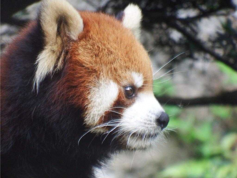 園方指出，「可頌」在9月中旬被觀察到精神不佳、常伏臥於地板，呈現活動力下降的情況。（圖／台北市立動物園提供）