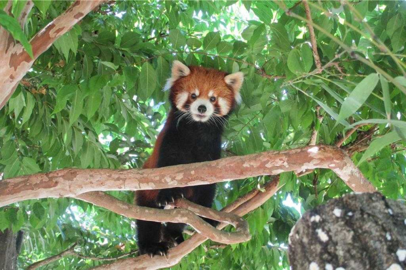 消息一出，也有不少民眾留言，「可愛的可頌一路好走」、「希望能找出病因，以防未來類似憾事再發生」。。（圖／台北市立動物園提供）